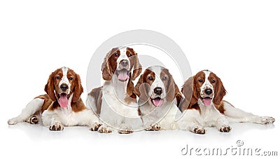 Welsh springer spaniel dogs Stock Photo