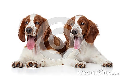 Welsh Springer spaniel dogs Stock Photo