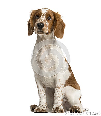 Welsh Springer Spaniel sitting Stock Photo