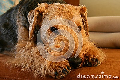 Welsh Terrier Stock Photo