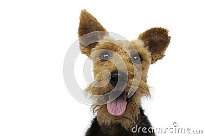 Welsh terrier dog is smiling on white background Stock Photo