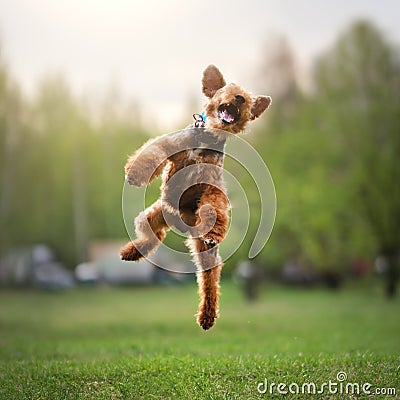 Welsh terrier outdoors Stock Photo