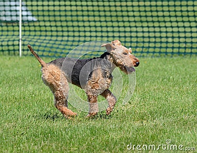 Welsh Terrier Running Stock Photo