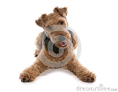 Welsh terrier Stock Photo