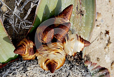 Welwitschia Mirabilis in Angola Stock Photo