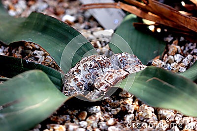 Welwitschia mirabilis, a Gymnosperm endemic to the Namib desert Stock Photo