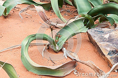 Welwitschia mirabilis Stock Photo