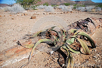 Welwitschia mirabilis. Petrified forest, Damaralan Stock Photo