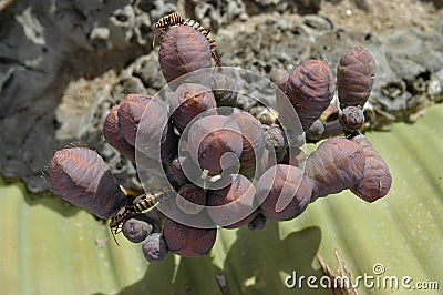 Welwitschia mirabilis plant Stock Photo
