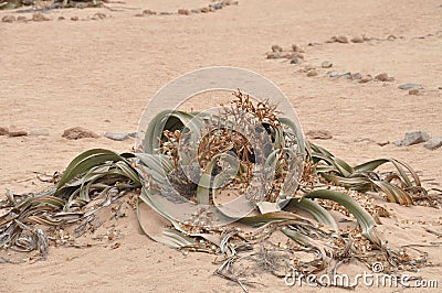 Welwitschia mirabilis plant living fossile namibian dessert Stock Photo