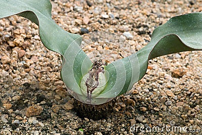 Welwitschia mirabilis Stock Photo