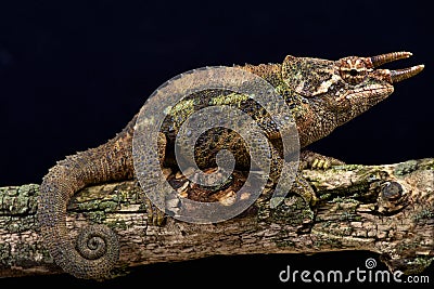 Werner's three horned chameleon (Trioceros werneri) Stock Photo