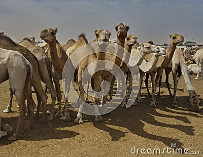 Camels for any choice Stock Photo