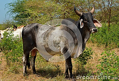 The leader of an obedient herd Stock Photo