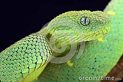 West African bush viper (Atheris chlorechis) Stock Photo