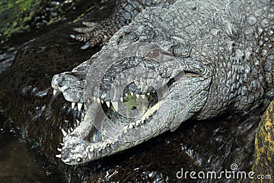 West African crocodile Stock Photo