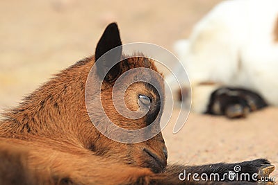 West african dwarf goat Stock Photo