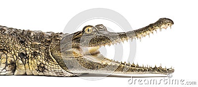 West African slender-snouted crocodile, 3 years old, isolated Stock Photo