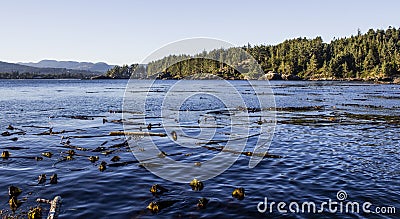 West Coast Ocean Scene with Kelp Stock Photo