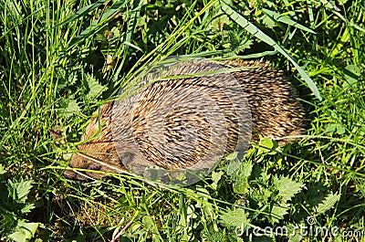 West european hedgehog Stock Photo