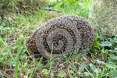 West European hedgehog Erinaceus europaeushiding in the grass. Common hedgehog in garden at autumn Stock Photo