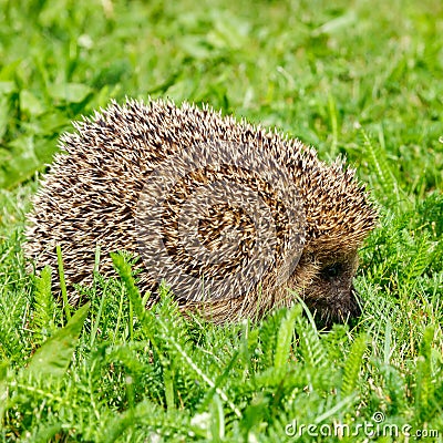West european hedgehog on a green meadow Stock Photo
