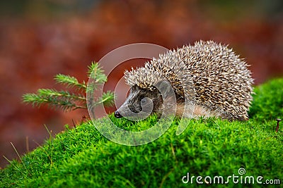 West European Hedgehog in green moss with little spruce tree, orange background during autumn, Germany Stock Photo