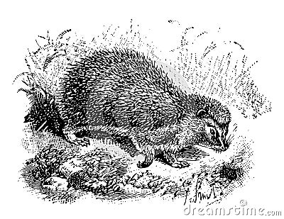 West European Hedgehog, vintage illustration Vector Illustration
