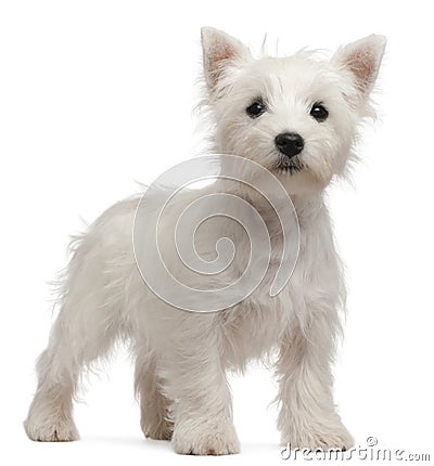 West Highland Terrier puppy, 4 months old Stock Photo