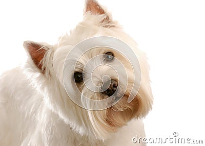 West highland white terrier Stock Photo