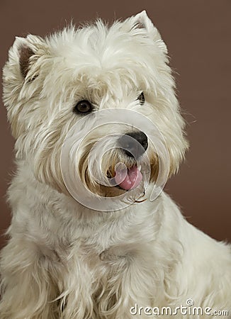 West Highland White terrier, 3 years old Stock Photo