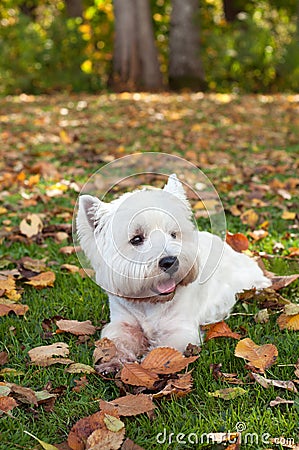 West highland white terrier on the green grass Stock Photo