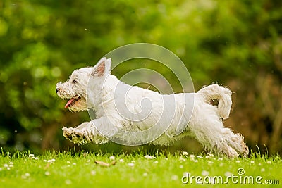 West Highland White Terrier jumping over grass with daisies. Stock Photo