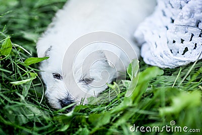 West Highland White Terrier lies in green grass Stock Photo