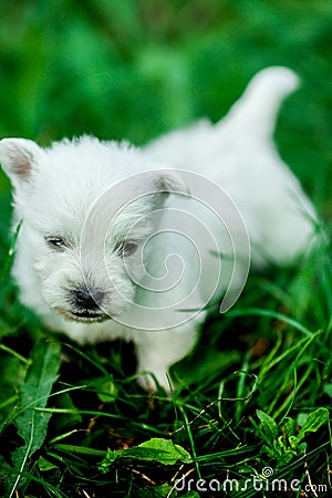 West Highland White Terrier lies in green grass Stock Photo