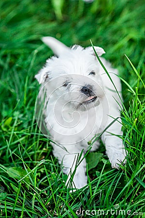 West Highland White Terrier lies in green grass Stock Photo