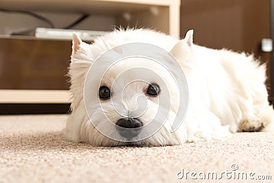 West highland white Terrier lies at home on the carpet. Best fri Stock Photo