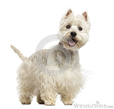 West Highland White Terrier panting, looking happy, 18 months Stock Photo