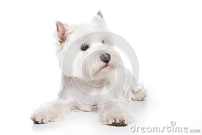 West Highland White Terrier puppy Stock Photo