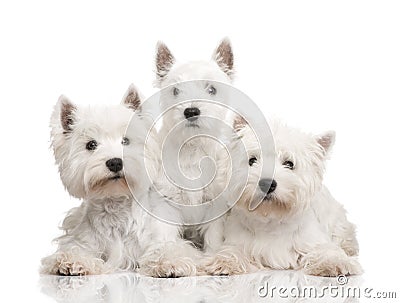 West Highland White Terrier in a row Stock Photo