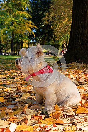 West Highland White Terrier sitting in the park with autumn leaves. Stock Photo