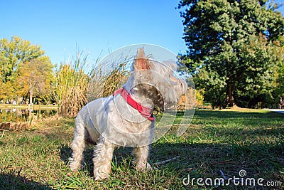 West Highland White Terrier sitting in the park with autumn leaves. Stock Photo