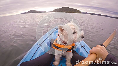 West highland white terrier westie dog kayaking in Paihia, Bay o Stock Photo