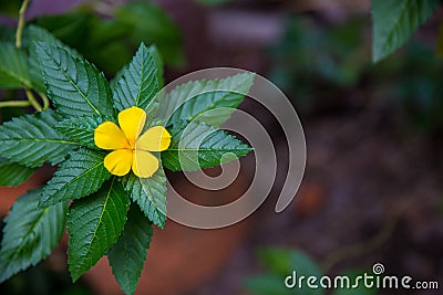 West India holly, Close up of yellow alder. yellow Sage rose. Stock Photo