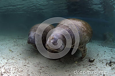 West India Manatee (Mother and Calve) Stock Photo