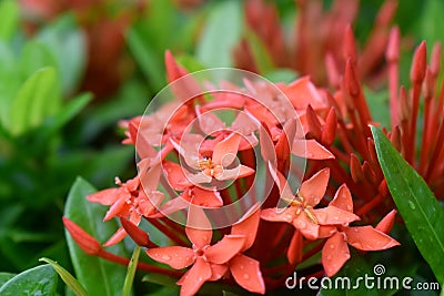 West Indian Jasmine flowers or Red spike flowers with green leaves background. Stock Photo