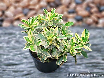 West Indian Jasmine is a low shrub in a potted. Stock Photo