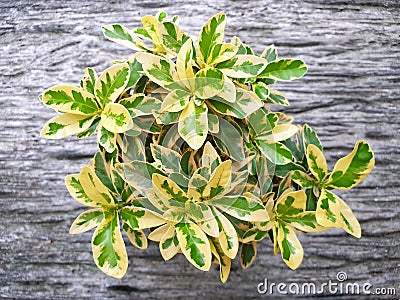 West Indian Jasmine is a low shrub in a potted. Stock Photo