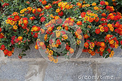 West Indian Lantana Flower Stock Photo