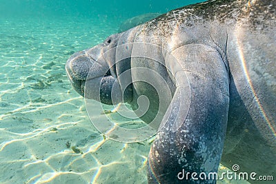 West Indian Manatee Approaches the Camera Stock Photo